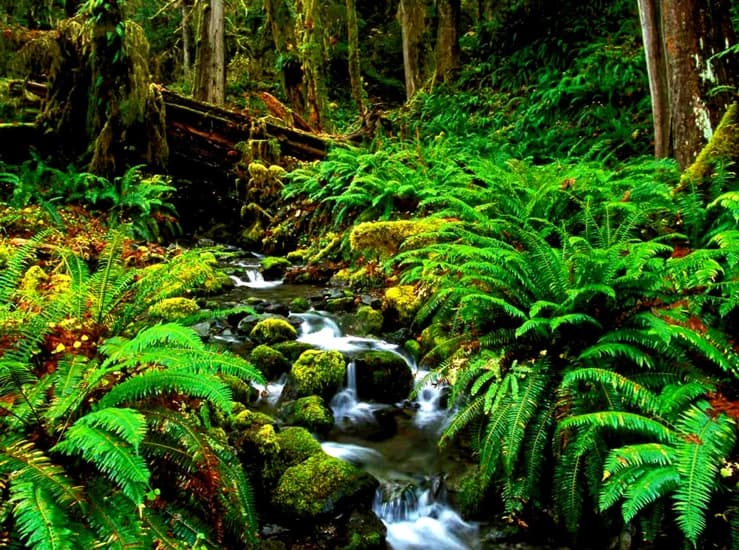 Sinharaja Rainforest